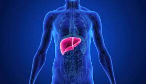 The Ultimate Guide to Liver Health Formula